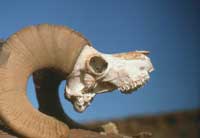 bighorn sheep skull